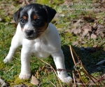 allevamento Jac Russell Terrier